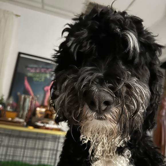 Meet your Posher, Gabi - Picture 1 of 1